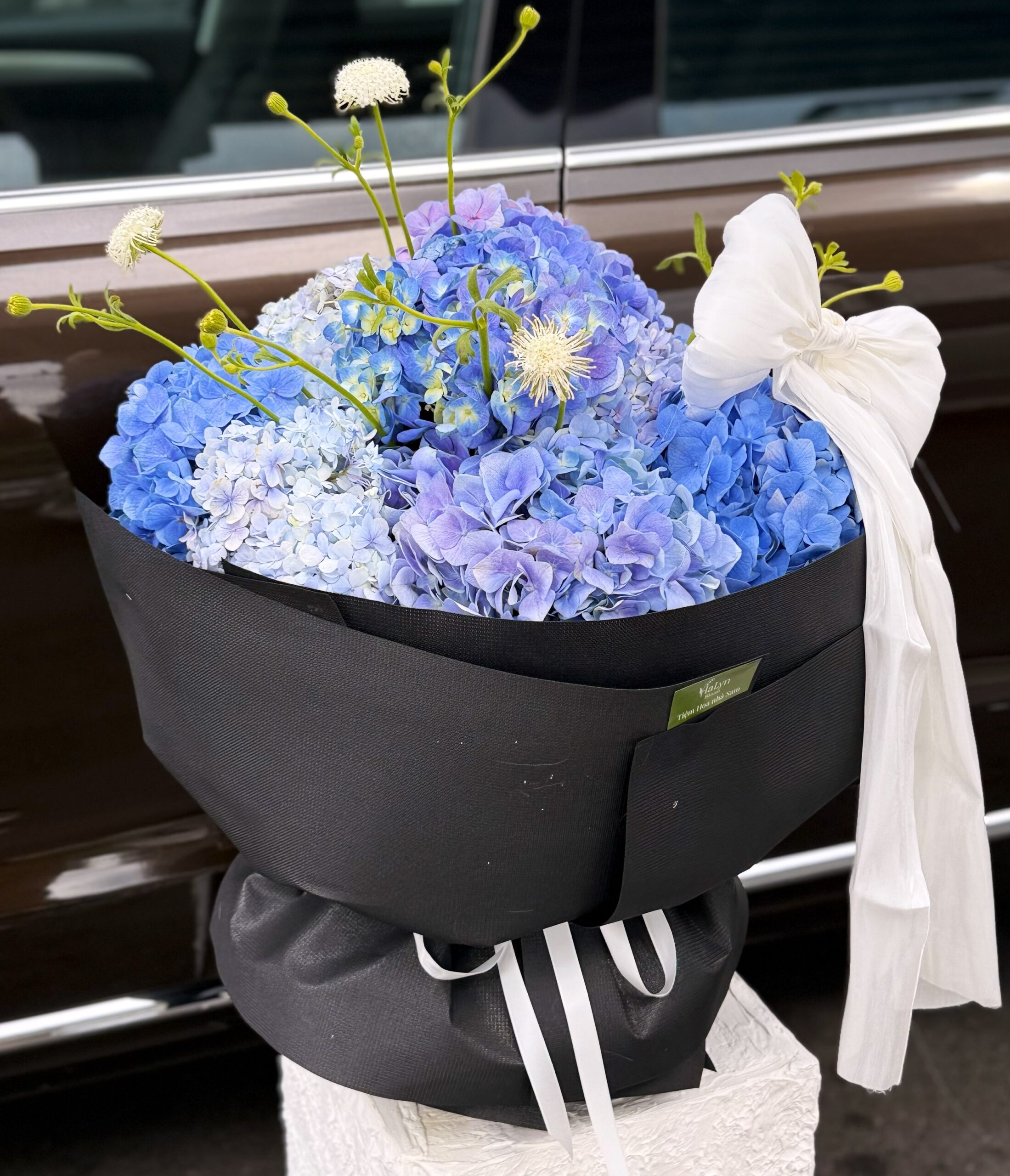 Sweet Hydrangea